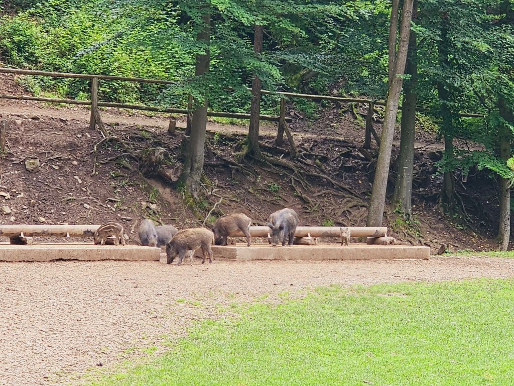 20240606_1251317477096423670177410